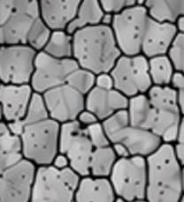 Without Grain Refiner